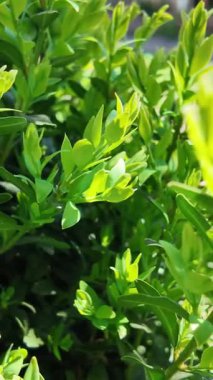 Güneşte boxwood. Güneşte yeşil yapraklar. Dallarda gölge ve ışık. Defne ağacı. Boxwood çalısı.