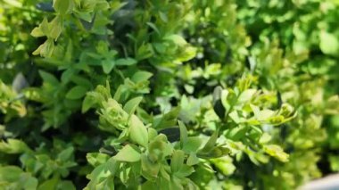 Güneşte boxwood. Güneşte yeşil yapraklar. Dallarda gölge ve ışık. Defne ağacı. Boxwood çalısı.