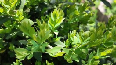 Güneşte boxwood. Güneşte yeşil yapraklar. Dallarda gölge ve ışık. Defne ağacı. Boxwood çalısı.