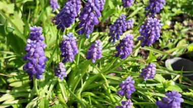 Çiçekler mavi çanlar. Çan çalısı. Küçük mavi çiçekler. Çuha çiçekleri.