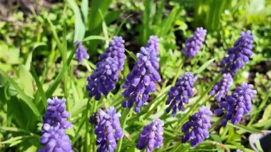 Çiçekler mavi çanlar. Çan çalısı. Küçük mavi çiçekler. Çuha çiçekleri.