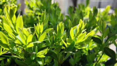 Güneşte boxwood. Güneşte yeşil yapraklar. Dallarda gölge ve ışık. Defne ağacı. Boxwood çalısı.