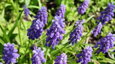 Çiçekler mavi çanlar. Çan çalısı. Küçük mavi çiçekler. Çuha çiçekleri.