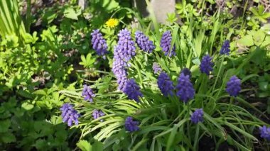 Çiçekler mavi çanlar. Çan çalısı. Küçük mavi çiçekler. Çuha çiçekleri.