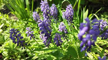 Çiçekler mavi çanlar. Çan çalısı. Küçük mavi çiçekler. Çuha çiçekleri.