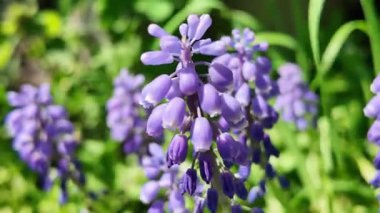 Çiçekler mavi çanlar. Çan çalısı. Küçük mavi çiçekler. Çuha çiçekleri.