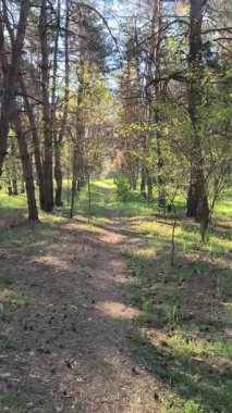 Çam ormanındaki yürüyüşün dikey videosu. Bir çam ormanının yüksek çözünürlüklü videosu. Çamlar ve yeşil çimenler. Bahar ormanındaki güneş ışınları. Güneş ağaç gövdelerinden geçiyor.