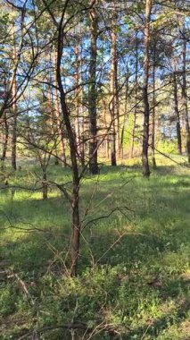 Çam ormanındaki yürüyüşün dikey videosu. Bir çam ormanının yüksek çözünürlüklü videosu. Çamlar ve yeşil çimenler. Bahar ormanındaki güneş ışınları. Güneş ağaç gövdelerinden geçiyor.