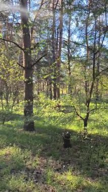 Çam ormanındaki yürüyüşün dikey videosu. Bir çam ormanının yüksek çözünürlüklü videosu. Çamlar ve yeşil çimenler. Bahar ormanındaki güneş ışınları. Güneş ağaç gövdelerinden geçiyor.
