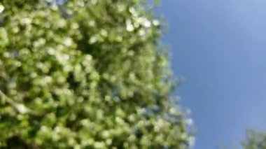 Soyut yeşil arkaplan. Renk eğilimli animasyon. Yumuşak, bulanık arkaplan hareket ediyor. Renkler konuma göre değişir, pürüzsüz renk geçişleri oluşturur. Güneş ışığıyla soyut arkaplan.