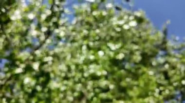 Soyut yeşil arkaplan. Renk eğilimli animasyon. Yumuşak, bulanık arkaplan hareket ediyor. Renkler konuma göre değişir, pürüzsüz renk geçişleri oluşturur. Güneş ışığıyla soyut arkaplan.