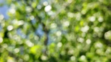 Soyut yeşil arkaplan. Renk eğilimli animasyon. Yumuşak, bulanık arkaplan hareket ediyor. Renkler konuma göre değişir, pürüzsüz renk geçişleri oluşturur. Güneş ışığıyla soyut arkaplan.