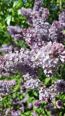 Baharda açan leylak dalları. Leylak çiçekleri. Mavi ve mor leylak.