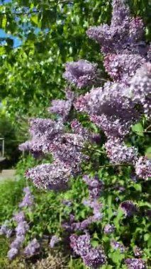 Baharda açan leylak dalları. Leylak çiçekleri. Mavi ve mor leylak.