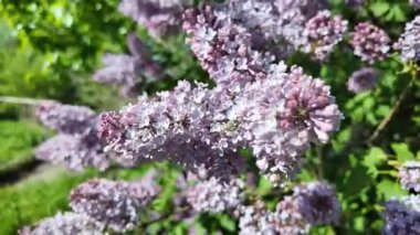 Baharda açan leylak dalları. Leylak çiçekleri. Mavi ve mor leylak.