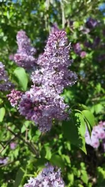 Baharda açan leylak dalları. Leylak çiçekleri. Mavi ve mor leylak.