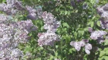 Baharda açan leylak dalları. Leylak çiçekleri. Mavi ve mor leylak.