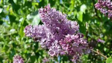 Baharda açan leylak dalları. Leylak çiçekleri. Mavi ve mor leylak.