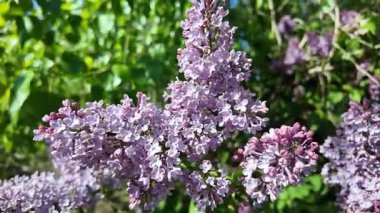 Baharda açan leylak dalları. Leylak çiçekleri. Mavi ve mor leylak.