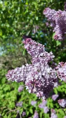 Baharda açan leylak dalları. Leylak çiçekleri. Mavi ve mor leylak.