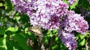 Baharda açan leylak dalları. Leylak çiçekleri. Mavi ve mor leylak.
