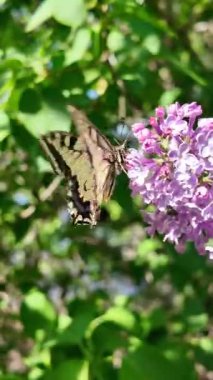 Baharda açan leylak dalları. Leylak çiçekleri. Mavi ve mor leylak.