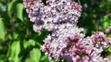 Baharda açan leylak dalları. Leylak çiçekleri. Mavi ve mor leylak.