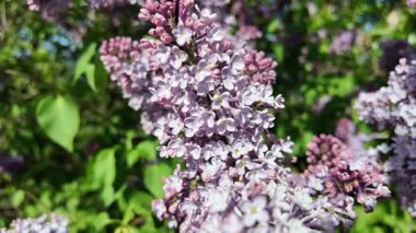 Baharda açan leylak dalları. Leylak çiçekleri. Mavi ve mor leylak.