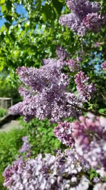 Baharda açan leylak dalları. Leylak çiçekleri. Mavi ve mor leylak.