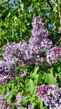 Baharda açan leylak dalları. Leylak çiçekleri. Mavi ve mor leylak.