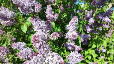 Baharda açan leylak dalları. Leylak çiçekleri. Mavi ve mor leylak.