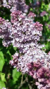 Baharda açan leylak dalları. Leylak çiçekleri. Mavi ve mor leylak.