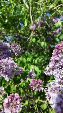 Baharda açan leylak dalları. Leylak çiçekleri. Mavi ve mor leylak.