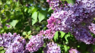 Baharda açan leylak dalları. Leylak çiçekleri. Mavi ve mor leylak.