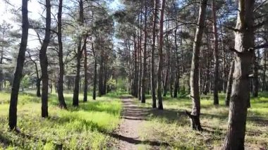 Bahar ormanında yürü. Yüksek çözünürlüklü görüntüler 4k 60 fps. Ormandaki ağaçların gölgeleri. Uzun çam ağaçları. Ağaçların arasından güneş.