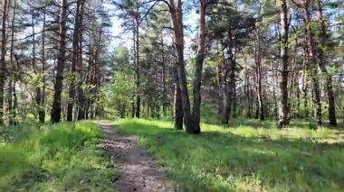 Bahar ormanında yürü. Yüksek çözünürlüklü görüntüler 4k 60 fps. Ormandaki ağaçların gölgeleri. Uzun çam ağaçları. Ağaçların arasından güneş.