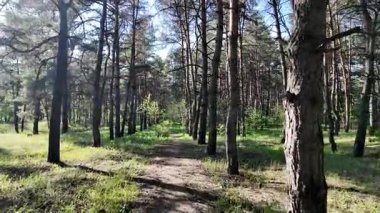 Bahar ormanında yürü. Yüksek çözünürlüklü görüntüler 4k 60 fps. Ormandaki ağaçların gölgeleri. Uzun çam ağaçları. Ağaçların arasından güneş.