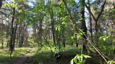 Bahar ormanında yürü. Yüksek çözünürlüklü görüntüler 4k 60 fps. Ormandaki ağaçların gölgeleri. Uzun çam ağaçları. Ağaçların arasından güneş.
