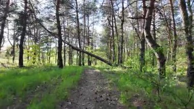 Bahar ormanında yürü. Yüksek çözünürlüklü görüntüler 4k 60 fps. Ormandaki ağaçların gölgeleri. Uzun çam ağaçları. Ağaçların arasından güneş.