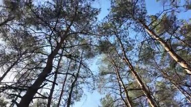 Bahar ormanında yürü. Yüksek çözünürlüklü görüntüler 4k 60 fps. Ormandaki ağaçların gölgeleri. Uzun çam ağaçları. Ağaçların arasından güneş.