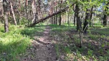 Bahar ormanında yürü. Yüksek çözünürlüklü görüntüler 4k 60 fps. Ormandaki ağaçların gölgeleri. Uzun çam ağaçları. Ağaçların arasından güneş.