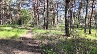Bahar ormanında yürü. Yüksek çözünürlüklü görüntüler 4k 60 fps. Ormandaki ağaçların gölgeleri. Uzun çam ağaçları. Ağaçların arasından güneş.