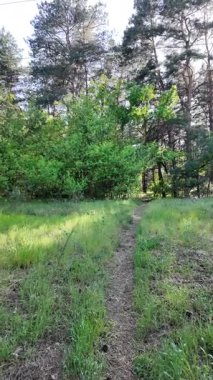 Bahar ormanında yürü. Yüksek çözünürlüklü 4K görüntüler. dikey video. Yavaş çekim videosu. Ormandaki ağaçların gölgeleri. Uzun çamlar. Ağaçların arasından geçen güneş.