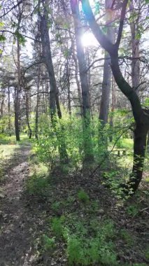 Bahar ormanında yürü. Yüksek çözünürlüklü 4K görüntüler. dikey video. Yavaş çekim videosu. Ormandaki ağaçların gölgeleri. Uzun çamlar. Ağaçların arasından geçen güneş.