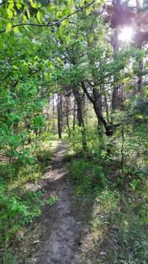 Bahar ormanında yürü. Yüksek çözünürlüklü 4K görüntüler. dikey video. Yavaş çekim videosu. Ormandaki ağaçların gölgeleri. Uzun çamlar. Ağaçların arasından geçen güneş.