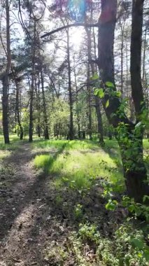 Bahar ormanında yürü. Yüksek çözünürlüklü 4K görüntüler. dikey video. Yavaş çekim videosu. Ormandaki ağaçların gölgeleri. Uzun çamlar. Ağaçların arasından geçen güneş.