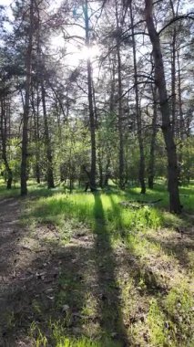 Bahar ormanında yürü. Yüksek çözünürlüklü 4K görüntüler. dikey video. Yavaş çekim videosu. Ormandaki ağaçların gölgeleri. Uzun çamlar. Ağaçların arasından geçen güneş.