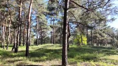 Bahar ormanında yürü. Yüksek çözünürlüklü görüntüler 4k 60 fps. Ormandaki ağaçların gölgeleri. Uzun çam ağaçları. Ağaçların arasından güneş.