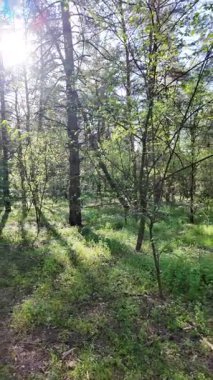 Bahar ormanında yürü. Yüksek çözünürlüklü 4K görüntüler. dikey video. Yavaş çekim videosu. Ormandaki ağaçların gölgeleri. Uzun çamlar. Ağaçların arasından geçen güneş.