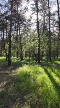 Bahar ormanında yürü. Yüksek çözünürlüklü 4K görüntüler. dikey video. Yavaş çekim videosu. Ormandaki ağaçların gölgeleri. Uzun çamlar. Ağaçların arasından geçen güneş.